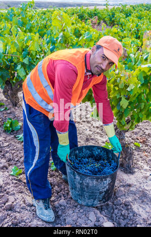 Weinlese. Bargota, Navarra, Spanien, Europa. Stockfoto