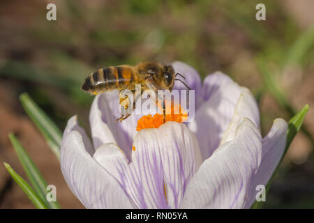 Biene (honigbiene), eine wichtige Bestäuber, nectaring auf einem Crocus Blume im Februar. Feder Wildlife, sozialen Insekt. Stockfoto