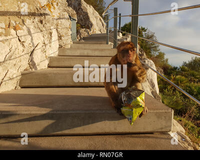 Bild von einem Affen in Gibraltar essen Chips aus der Tasche bei Sonnenuntergang. Stockfoto