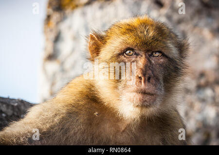 Bild von einem der berühmten Affen von Gibraltar. Mehrere Makaken, die in den Fels Naturpark in Gibraltar, Vereinigtes Königreich. Stockfoto