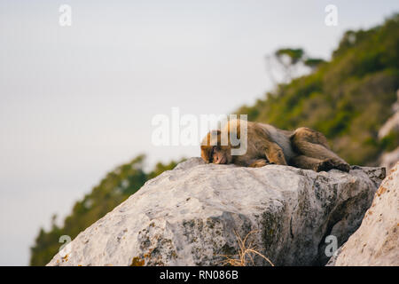 Bild von einem der berühmten Affen von Gibraltar schlafen. Mehrere Makaken, die in den Fels Naturpark in Gibraltar, Vereinigtes Königreich. Stockfoto