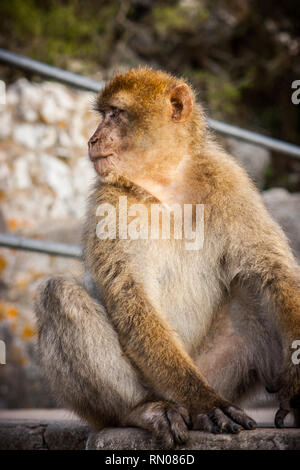 Bild von einem der berühmten Affen von Gibraltar. Mehrere Makaken, die in den Fels Naturpark in Gibraltar, Vereinigtes Königreich. Stockfoto