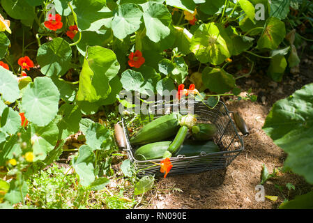Zucchini und Kapuzinerkäse auf einem Gemüsegarten Stockfoto