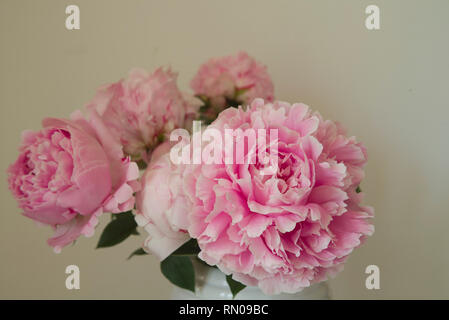 Rosa Pfingstrose Blüten Stockfoto