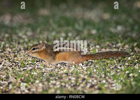 Östliche Chipmunk auf Nahrungssuche verschüttete Samen. Stockfoto