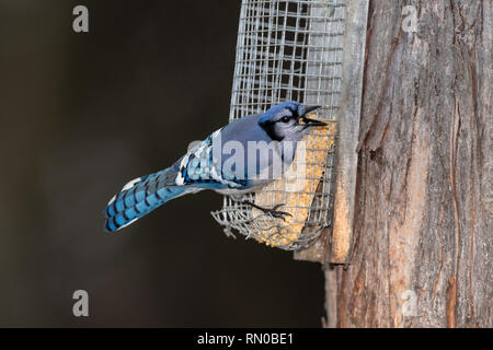 Blue Jay auf nierenfettzufuhr. Stockfoto