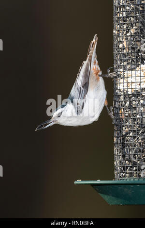 White-breasted Kleiber. Stockfoto