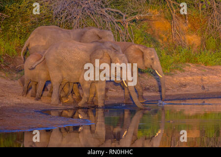 Afrikanischer Elefant (Loxodonta africana) trinken aus Teich in der frühen Morgensonne in Krüger Nationalpark Südafrika Stockfoto