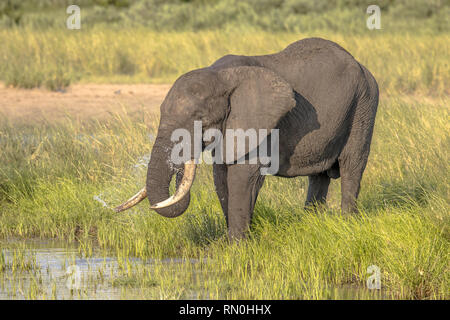 Afrikanischer Elefant (Loxodonta africana) Trinkwasser aus Nshawudam Vorratsbehälter in den Kruger National Park Südafrika Stockfoto