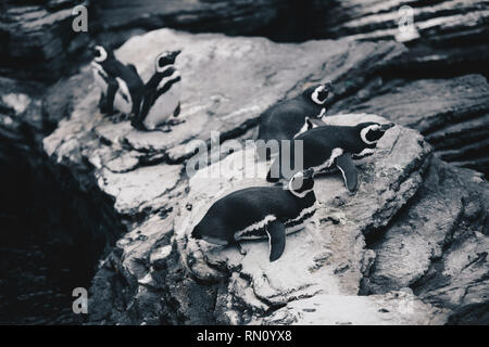 Gruppe der Magellanschen Penquins - Spheniscus Magellanicus Stockfoto