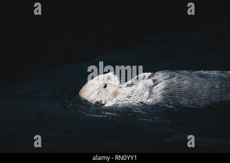 Sea Otter schwimmend im Wasser Stockfoto