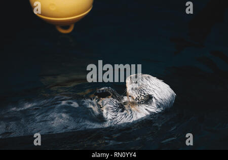 Sea Otter schwimmend im Wasser Stockfoto