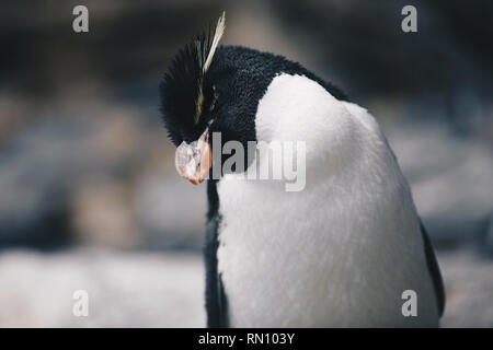 Nahaufnahme eines südlichen Rockhopper Penguin - eudyptes Chrysocome Stockfoto