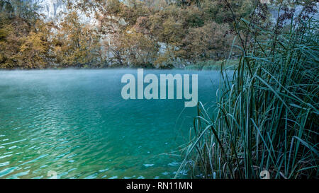 Gras an nebligen, Misty und das türkisblaue Wasser im Nationalpark Plitvicer Seen in Kroatien in der Morgendämmerung Stockfoto