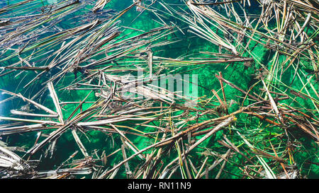 Alte Segge Sticks in schönen blauen Wasser im Nationalpark Plitvice Stockfoto