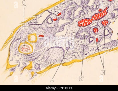 . Annales de l'Institut Pasteur. Wissenschaft; Allergie und Immunologie; Medizin; Mikrobiologie. . Bitte beachten Sie, dass diese Bilder sind von der gescannten Seite Bilder, die digital für die Lesbarkeit verbessert haben mögen - Färbung und Aussehen dieser Abbildungen können nicht perfekt dem Original ähneln. extrahiert. Das Institut Pasteur (Paris, Frankreich). Paris: Masson Stockfoto