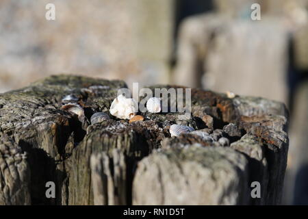 Muscheln auf der faulen hölzernen Pfosten Stockfoto