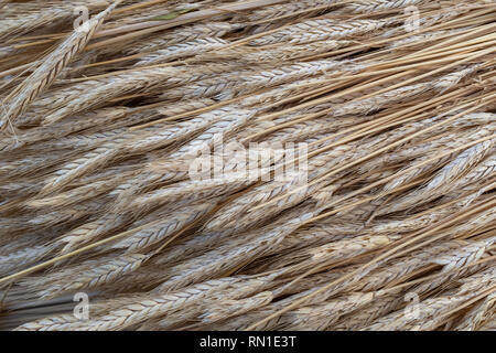 Nahaufnahme des goldfarbenen Stroh verwendet ein Dach zu Stroh. Stockfoto