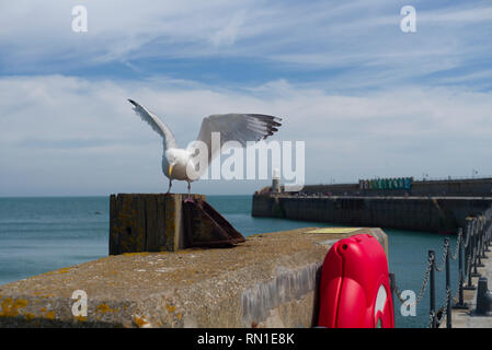 Seagull Landung auf einer Hafenmauer in Folkestone Kent Stockfoto