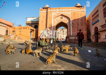 Jaipur, Rajasthan, Indien, 20. Januar 2019: Heilige Sadhu Baba Fütterung der Tiere vor der Affe Palace Stockfoto