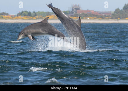 Zwei große Tümmler (Tursiops truncatus) springen/in den Moray Firth, Chanonry Point, Black Isle, Schottland, Großbritannien, Europa gegen Stockfoto