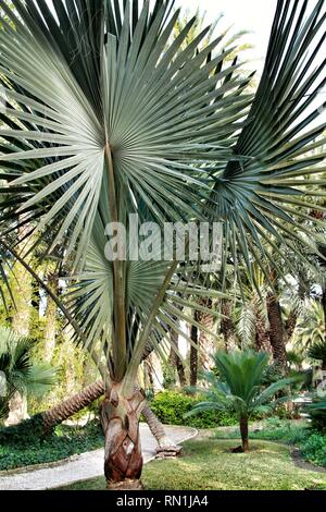 Birmarckia Nobilis Palme im Garten in Elche, Alicante Stockfoto