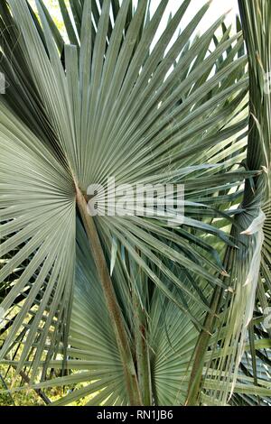 Birmarckia Nobilis Palme im Garten in Elche, Alicante Stockfoto