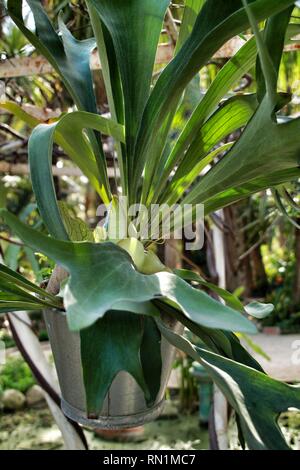 Platycerium bifurcatum Topf in den Garten in Elche Stockfoto