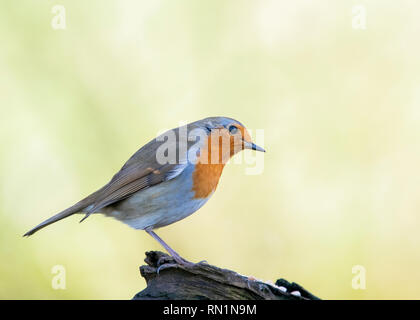 Europäische Robin (Erithacus Rubecula), Vereinigtes Königreich Stockfoto