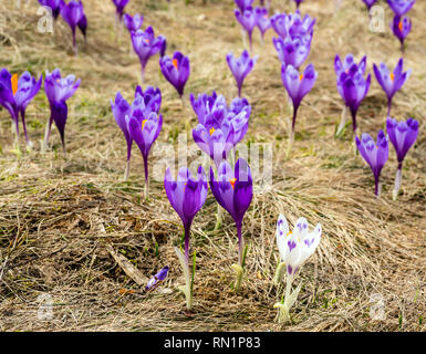 Bunt blühende Lila violette Krokusse (Crocus vernus) heuffelianus Alpenblumen auf Frühling Karpaten Hochplateau Tal, Ukraine, Europa. Beau Stockfoto