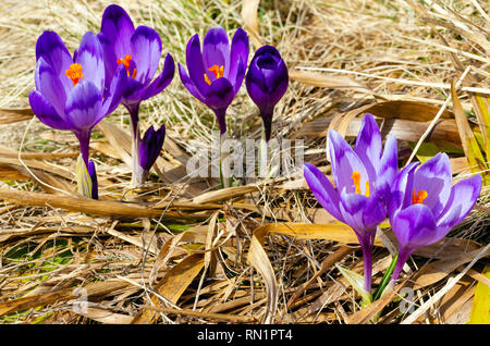 Bunt blühende Lila violette Krokusse (Crocus vernus) heuffelianus Alpenblumen auf Frühling Karpaten Hochplateau Tal, Ukraine, Europa. Beau Stockfoto