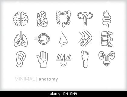 Satz von 15 grau Anatomie Symbole des menschlichen Körpers Teile für Bildung und medizinische Lernen, einschließlich Gehirn, Herz, Magen und Darm, Wirbelsäule, und Lungen Stock Vektor