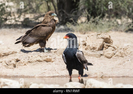 Frau mit jugendlicher Sie Adler, Terathopius ecaudatus, Kgalagadi Transfrontier Park, Südafrika an einem Wasserloch mit weiblichen in Wasser Stockfoto