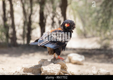 Männliche Sie Adler, Terathopius ecaudatus, Kgalagadi Transfrontier Park, Northern Cape Südafrika auf Felsen in der Nähe von Nossob, Seitenansicht Stockfoto