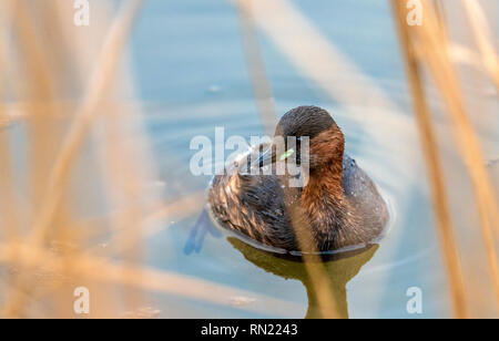 Rutland Water Oakham 16. Februar 2019: Besucher genossen blue sky cool leichte Winde, da sie gute Vorführungen von verschiedenen Vögeln um die Lagunen genießen. Clifford Norton Alamy. Stockfoto