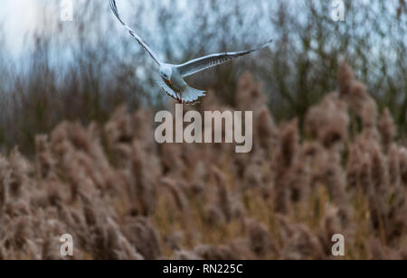 Rutland Water Oakham 16. Februar 2019: Besucher genossen blue sky cool leichte Winde, da sie gute Vorführungen von verschiedenen Vögeln um die Lagunen genießen. Clifford Norton Alamy. Stockfoto