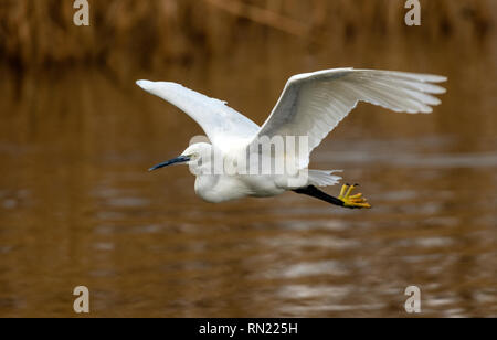 Rutland Water Oakham 16. Februar 2019: Besucher genossen blue sky cool leichte Winde, da sie gute Vorführungen von verschiedenen Vögeln um die Lagunen genießen. Clifford Norton Alamy. Stockfoto