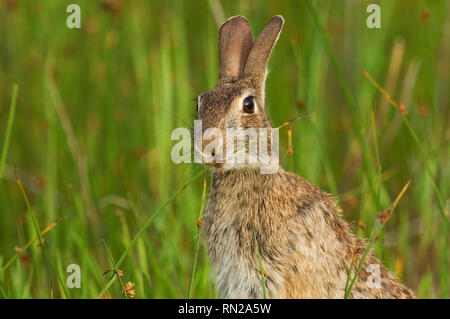 Östlichen Cottontail Kaninchen Stockfoto