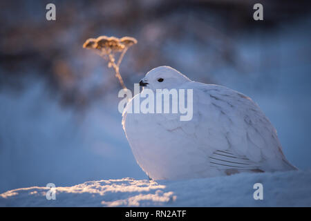 Ein Willow ptarmigan fängt die letzten Strahlen der untergehenden Arctic Sun mit Common Yarrow im Hintergrund in Yellowknife, Nordwest-Territorien, Kanada. Stockfoto