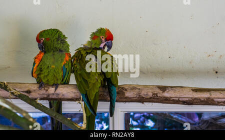 Zwei red fronted macaw Papageien auf einem Zweig sitzen zusammen und Reinigung ihrer Federn, tropischen und kritisch bedrohte Vögel aus Bolivien Stockfoto