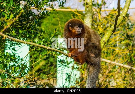 Nahaufnahme einer kupfernen Titi sitzen auf Zweig, exotische Monkey von amazon Wald von Brasilien Stockfoto