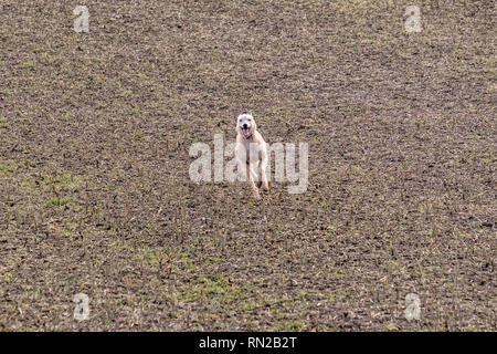 Ein lurcher Hund über ein Feld in Richtung Kamera läuft, mit einem glücklichen Ausdruck auf seinem Gesicht. Herefordshire, UK Stockfoto