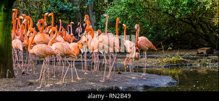 Große Gruppe von amerikanischen Flamingos auf dem Wasser Küste, tropische und bunte Vögel aus der Galapagos Inseln Stockfoto