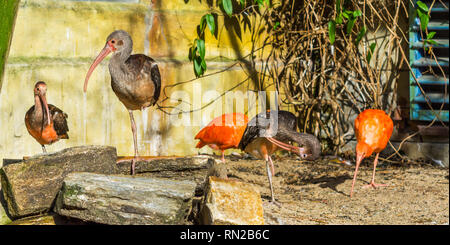 Gruppe von glänzenden Ibisse zusammen, tropische Vögel von Eurasien und Afrika Stockfoto