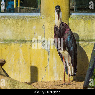 Schöne wollige necked Stork stand vor einer Wand, bedrohte Vogel mit gefährdeten Status aus Asien Stockfoto