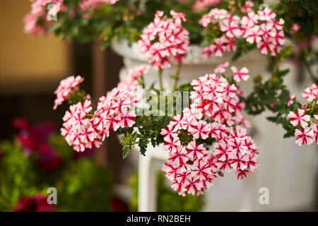 Weiß rosa Blüten in einen Topf grüner Hintergrund hängen an der Wand Stockfoto