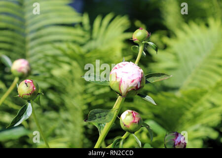 Ein Brand Ameisen krochen auf einem flowerbud einer rosa Pfingstrose, im Frühling in Wisconsin Stockfoto