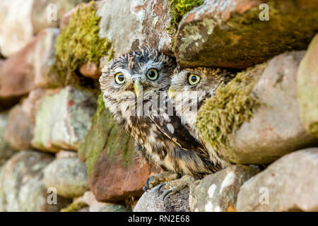 Eulen (Athene noctua). Zwei kleine Eulen in natürlichen Lebensraum, in trockenen Stein thront die Wände und heraus lugen. Wenig Eulen haben großen gelben Augen. Landschaft Stockfoto