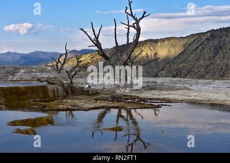 Tote Bäume stehen in von der untergehenden Sonne beleuchtete Landschaft Stockfoto
