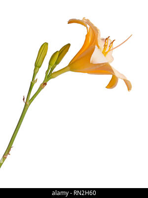 Seitenansicht eines einzelnen Stamm mit einem rosa und gelb daylily Blume (Hemerocallis Hybride) plus ungeöffneten Blüten vor einem weißen Hintergrund isoliert Stockfoto
